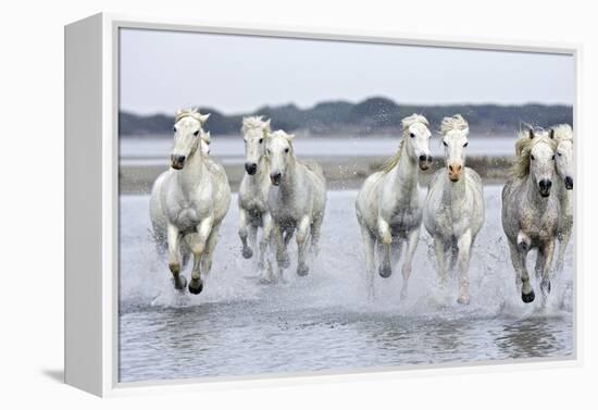 Camargue Horses Running Through Water-null-Framed Premier Image Canvas