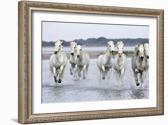 Camargue Horses Running Through Water-null-Framed Photographic Print