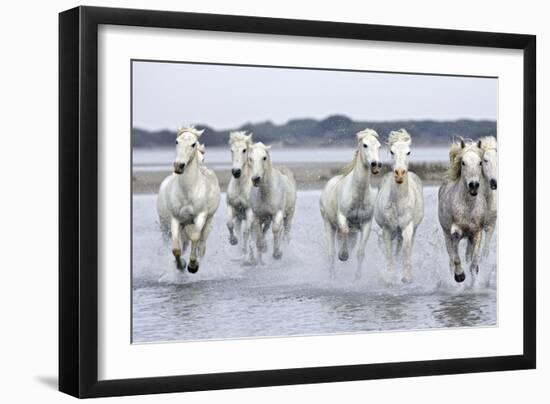 Camargue Horses Running Through Water-null-Framed Photographic Print