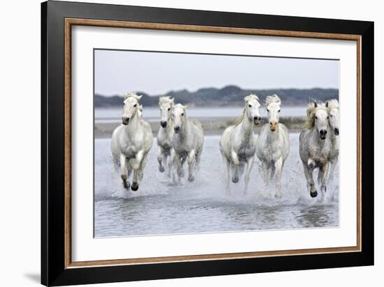 Camargue Horses Running Through Water-null-Framed Photographic Print