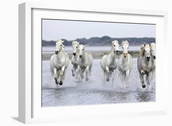 Camargue Horses Running Through Water-null-Framed Photographic Print