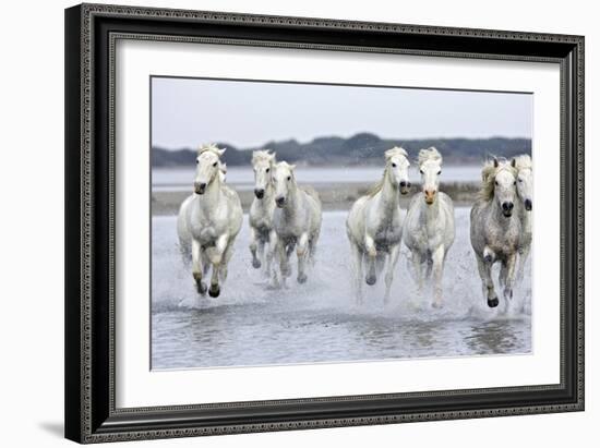 Camargue Horses Running Through Water-null-Framed Photographic Print