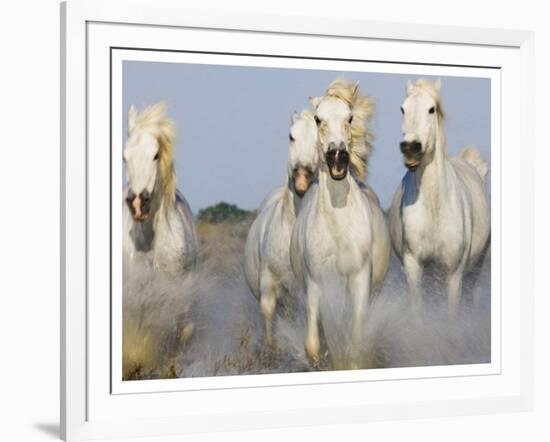 Camargue Horses Running-Theo Allofs-Framed Art Print