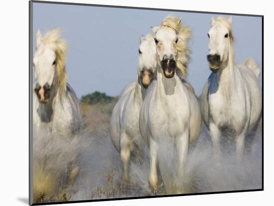 Camargue Horses Running-Theo Allofs-Mounted Art Print