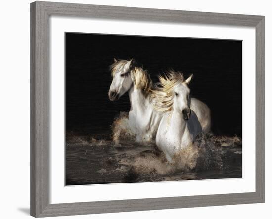 Camargue Horses-Bobbie Goodrich-Framed Giclee Print