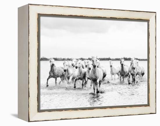 Camargue White Horses Galloping Through Water, Camargue, France-Nadia Isakova-Framed Premier Image Canvas