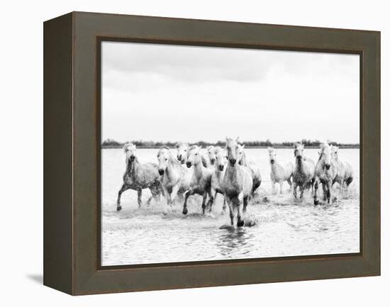 Camargue White Horses Galloping Through Water, Camargue, France-Nadia Isakova-Framed Premier Image Canvas