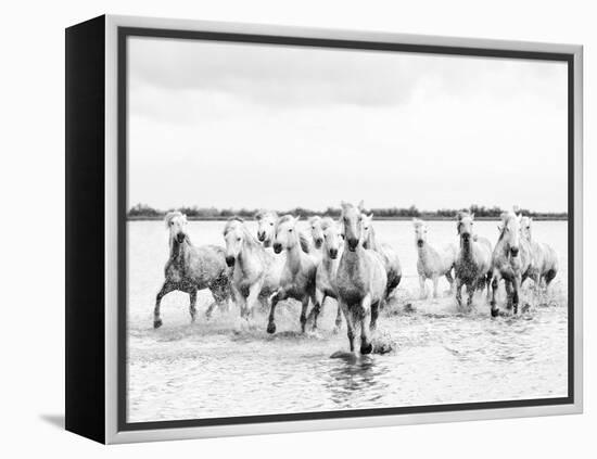 Camargue White Horses Galloping Through Water, Camargue, France-Nadia Isakova-Framed Premier Image Canvas