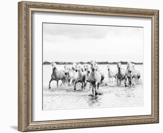 Camargue White Horses Galloping Through Water, Camargue, France-Nadia Isakova-Framed Photographic Print