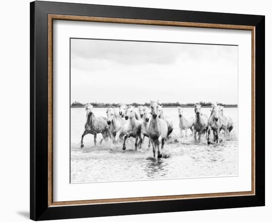 Camargue White Horses Galloping Through Water, Camargue, France-Nadia Isakova-Framed Photographic Print