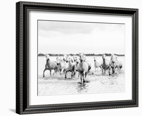 Camargue White Horses Galloping Through Water, Camargue, France-Nadia Isakova-Framed Photographic Print