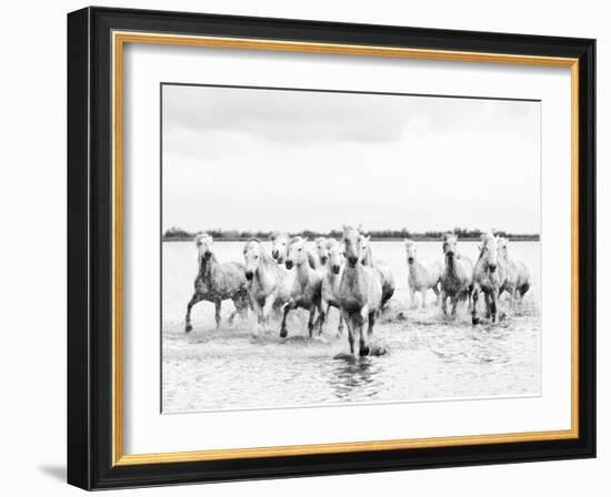 Camargue White Horses Galloping Through Water, Camargue, France-Nadia Isakova-Framed Photographic Print