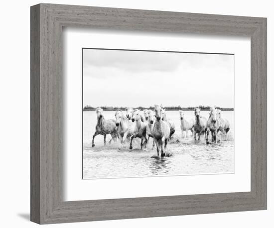 Camargue White Horses Galloping Through Water, Camargue, France-Nadia Isakova-Framed Photographic Print