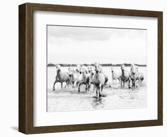 Camargue White Horses Galloping Through Water, Camargue, France-Nadia Isakova-Framed Photographic Print