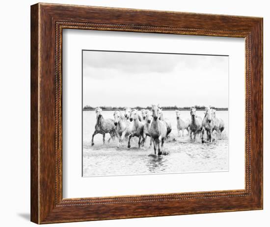 Camargue White Horses Galloping Through Water, Camargue, France-Nadia Isakova-Framed Photographic Print