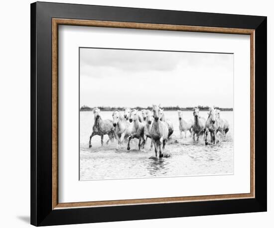 Camargue White Horses Galloping Through Water, Camargue, France-Nadia Isakova-Framed Photographic Print