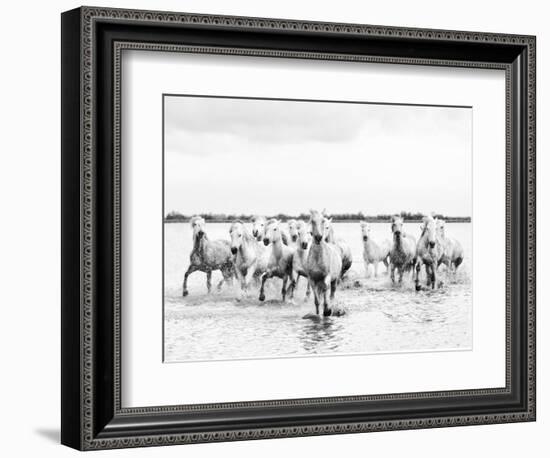 Camargue White Horses Galloping Through Water, Camargue, France-Nadia Isakova-Framed Photographic Print