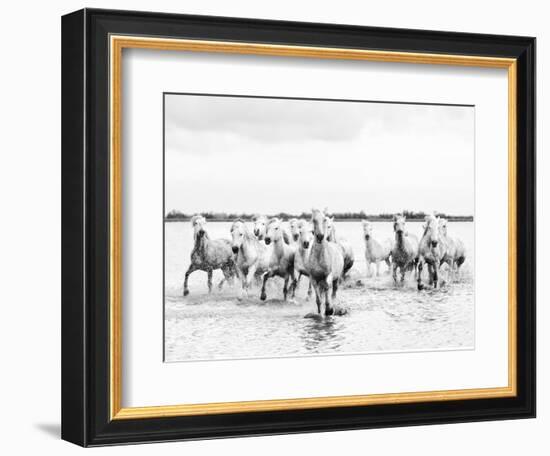 Camargue White Horses Galloping Through Water, Camargue, France-Nadia Isakova-Framed Photographic Print