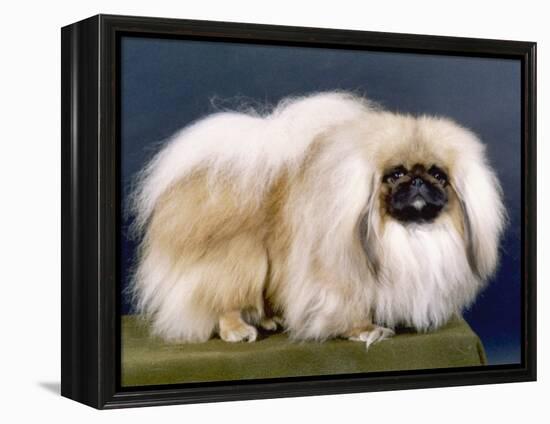 Cambaluc Lionheart Owned by Aubrey-Jones-Thomas Fall-Framed Premier Image Canvas