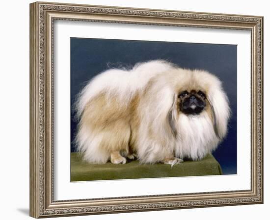 Cambaluc Lionheart Owned by Aubrey-Jones-Thomas Fall-Framed Photographic Print