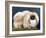 Cambaluc Lionheart Owned by Aubrey-Jones-Thomas Fall-Framed Photographic Print