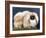 Cambaluc Lionheart Owned by Aubrey-Jones-Thomas Fall-Framed Photographic Print