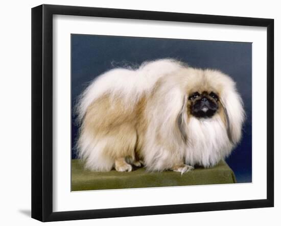 Cambaluc Lionheart Owned by Aubrey-Jones-Thomas Fall-Framed Photographic Print