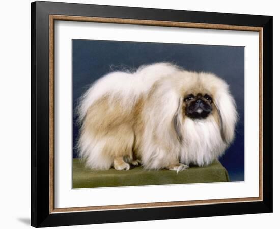 Cambaluc Lionheart Owned by Aubrey-Jones-Thomas Fall-Framed Photographic Print