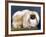 Cambaluc Lionheart Owned by Aubrey-Jones-Thomas Fall-Framed Photographic Print