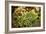 Cambodia Market I-Erin Berzel-Framed Photographic Print