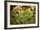 Cambodia Market I-Erin Berzel-Framed Photographic Print