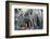 Cambodia, Siem Reap, Angkor Wat Complex. Buddhist Monk Inside Ta Prohm Temple (Mr)-Matteo Colombo-Framed Photographic Print