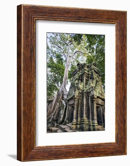 Cambodia, Ta Prohm, Siem Reap Province. the Ruins of the Buddhist Temple of Ta Prohm-Nigel Pavitt-Framed Photographic Print