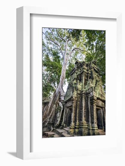 Cambodia, Ta Prohm, Siem Reap Province. the Ruins of the Buddhist Temple of Ta Prohm-Nigel Pavitt-Framed Photographic Print