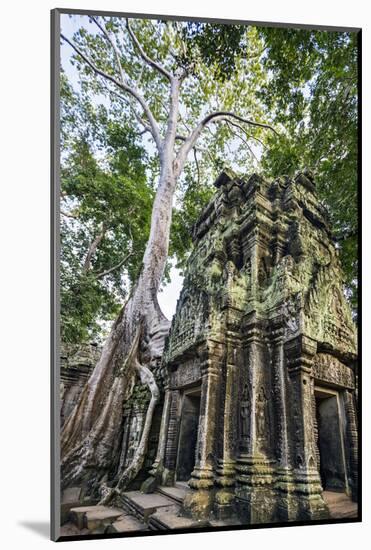Cambodia, Ta Prohm, Siem Reap Province. the Ruins of the Buddhist Temple of Ta Prohm-Nigel Pavitt-Mounted Photographic Print