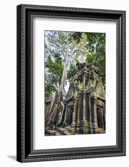 Cambodia, Ta Prohm, Siem Reap Province. the Ruins of the Buddhist Temple of Ta Prohm-Nigel Pavitt-Framed Photographic Print