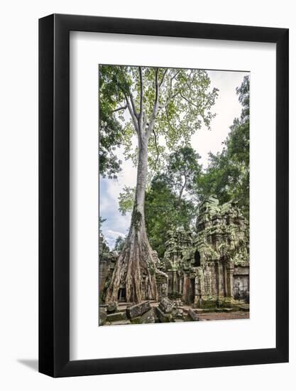 Cambodia, Ta Prohm, Siem Reap Province. the Ruins of the Buddhist Temple of Ta Prohm-Nigel Pavitt-Framed Photographic Print