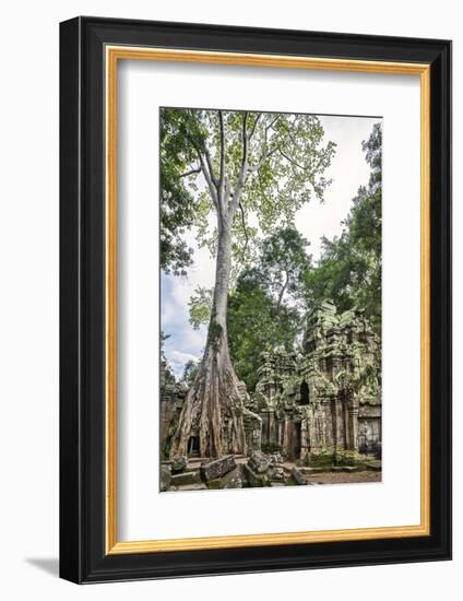 Cambodia, Ta Prohm, Siem Reap Province. the Ruins of the Buddhist Temple of Ta Prohm-Nigel Pavitt-Framed Photographic Print