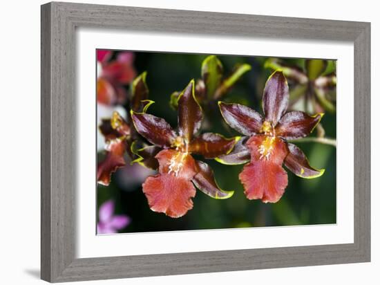 Cambria Orchid Flowers-Dr. Keith Wheeler-Framed Photographic Print