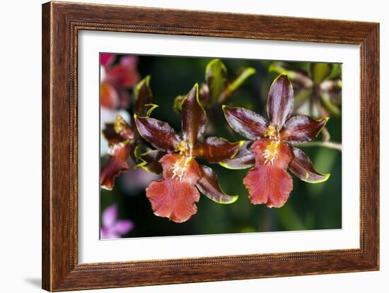Cambria Orchid Flowers-Dr. Keith Wheeler-Framed Photographic Print