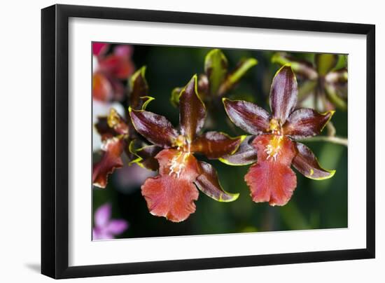 Cambria Orchid Flowers-Dr. Keith Wheeler-Framed Photographic Print
