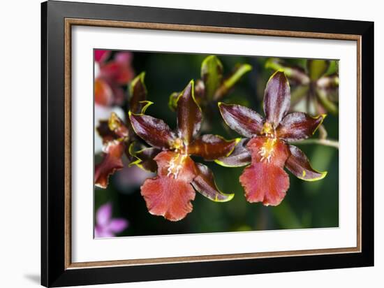 Cambria Orchid Flowers-Dr. Keith Wheeler-Framed Photographic Print