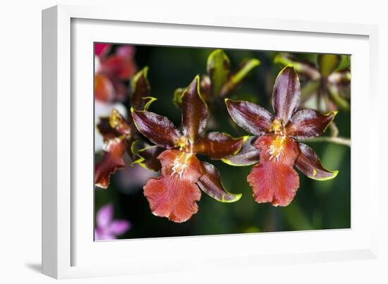 Cambria Orchid Flowers-Dr. Keith Wheeler-Framed Photographic Print