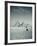 Camel and Giza Pyramids, Giza, Cairo, Egypt-Jon Arnold-Framed Photographic Print