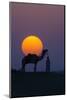 Camel and person at sunset, Thar Desert, Rajasthan, India-Art Wolfe-Mounted Photographic Print