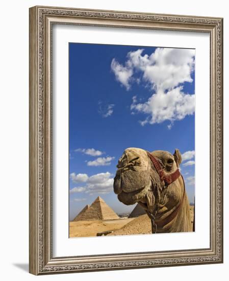 Camel and Pyramids Of Giza, Egypt-Adam Jones-Framed Photographic Print