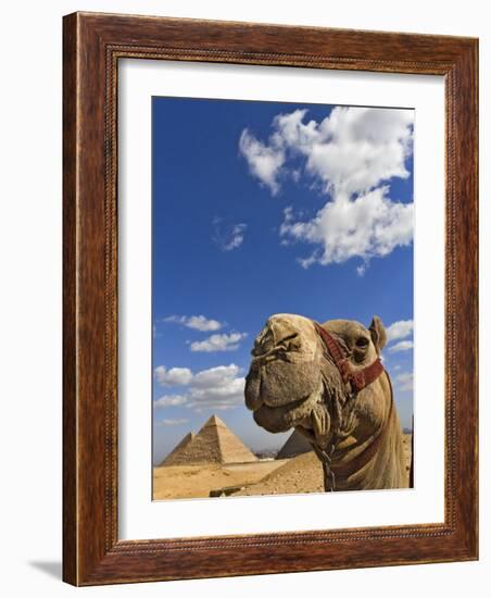 Camel and Pyramids Of Giza, Egypt-Adam Jones-Framed Photographic Print