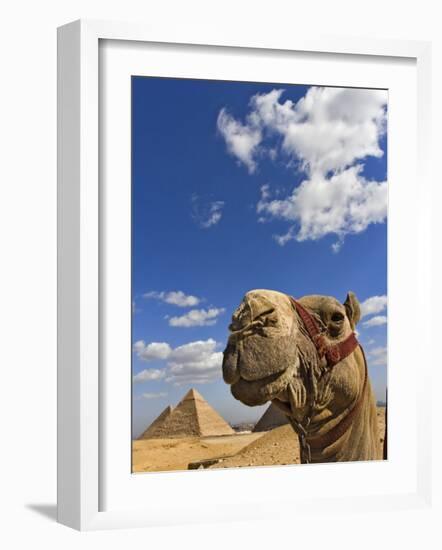 Camel and Pyramids Of Giza, Egypt-Adam Jones-Framed Photographic Print
