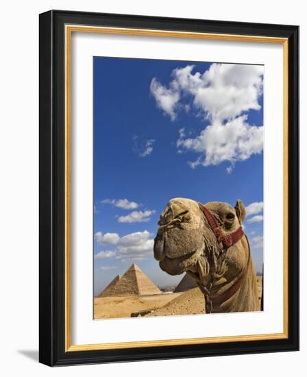 Camel and Pyramids Of Giza, Egypt-Adam Jones-Framed Photographic Print