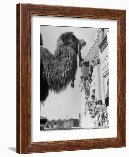 Camel and Women Dressed in Arabic Clothing Attending Date Festival-Loomis Dean-Framed Photographic Print